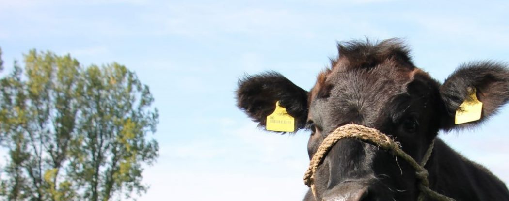 Wagyu aus Geestland-Köhlen, Lieferant hochwertigen Fleisches