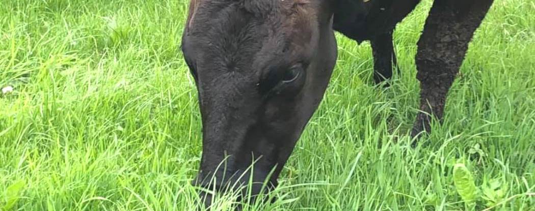 Wagyu aus Geestland-Köhlen, Lieferant hochwertigen Fleisches